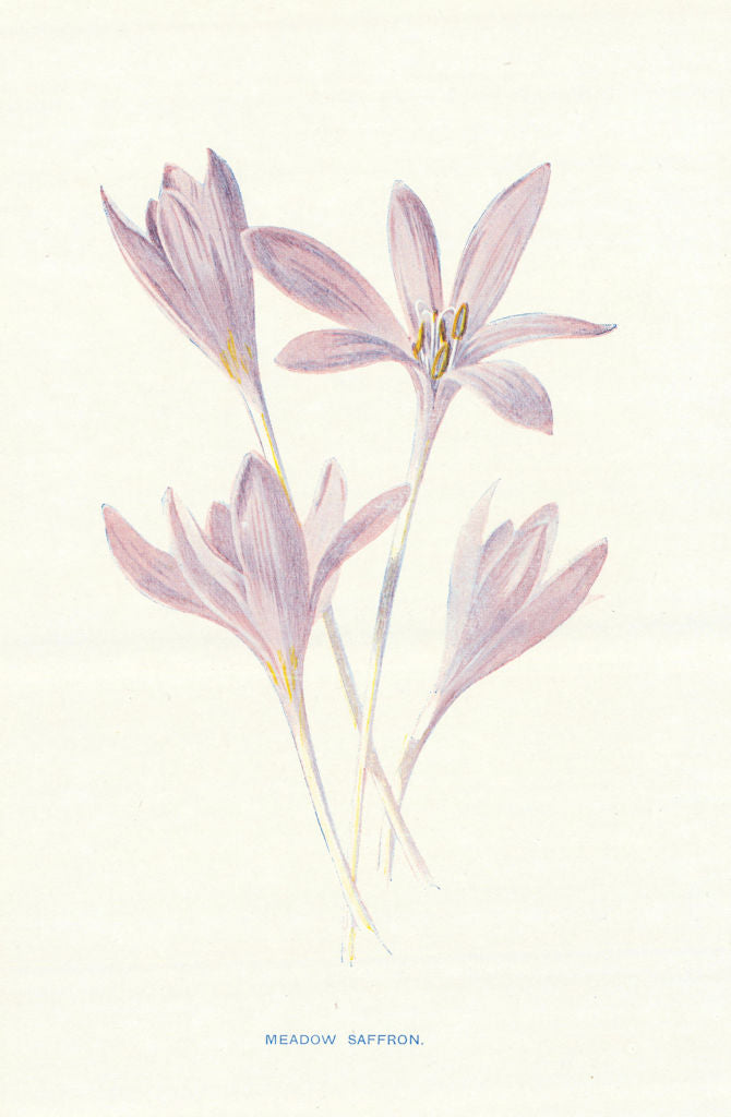 Meadow Saffron. Wild Flowers by Frederick Edward Hulme c1895 old antique print